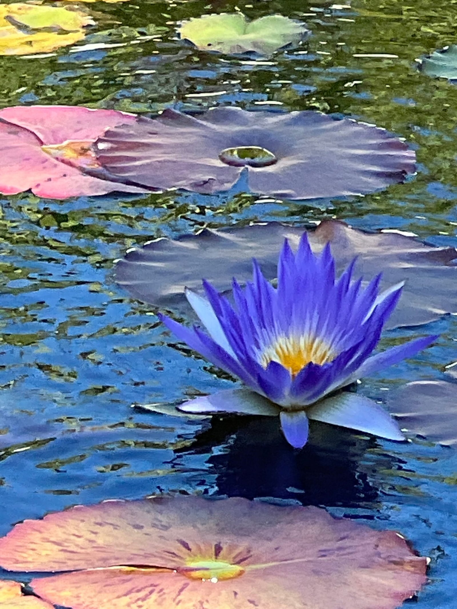 🌸 Blue Lotus